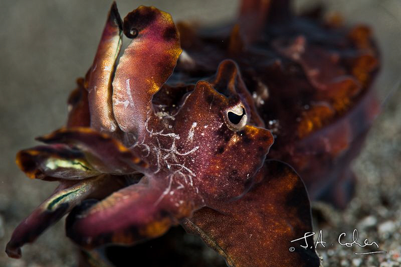 Flamboyant Cuttlefish by Julian Cohen 
