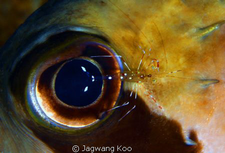 eye of puffer and shrimp by Jagwang Koo 
