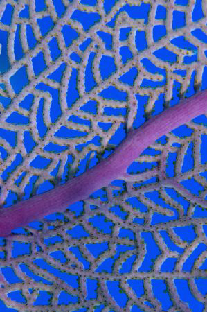 Close up of a sea fan (105mm macro lens) using a slow shu... by Paul Colley 
