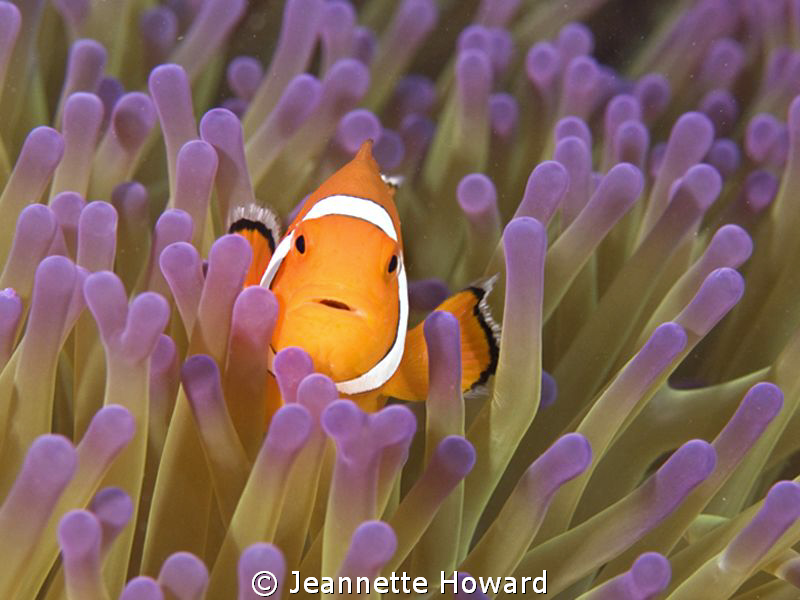 Anemone fish ~ Raja Ampat by Jeannette Howard 