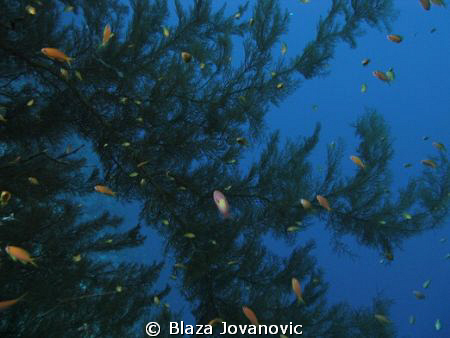Could this be an underwater Xmas tree? No sharks on that ... by Blaza Jovanovic 