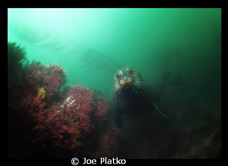 One of the many curious seals that came to check us out o... by Joe Platko 