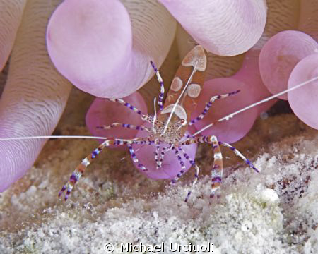 Caught this Spotted Cleaner Shrimp in a purple anemone at... by Michael Urciuoli 