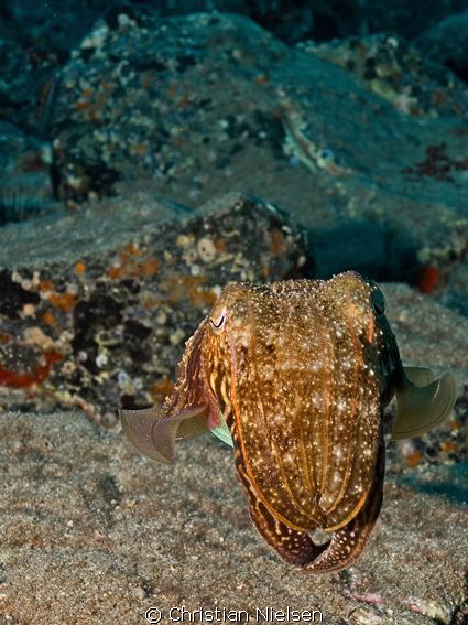 Cuttlefish among the rocks
Palm Mar, Tenerife.
Olympus ... by Christian Nielsen 
