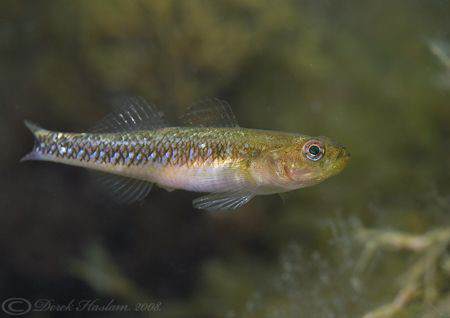 Two spot goby. North Wales. D200, 60mm. by Derek Haslam 