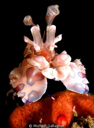 Harlequin shrimp atop captured seastar by Michael Gallagher 