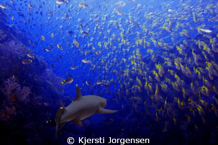 Whitetip reef shark
Photographed at Sipadan, Borneo, Mal... by Kjersti Jorgensen 