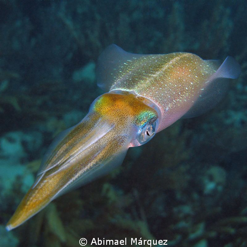 Caribbean Squid, Vieques, P.R. by Abimael Márquez 