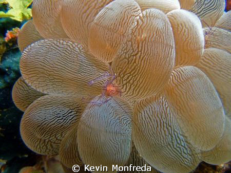Cleaner shrimp in bubble coral.  Taken with Canon Rebel X... by Kevin Monfreda 