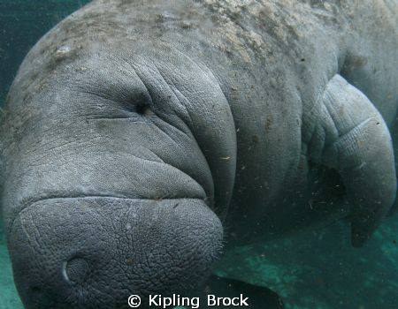 This Manatee followed us the whole day while diving in Cr... by Kipling Brock 