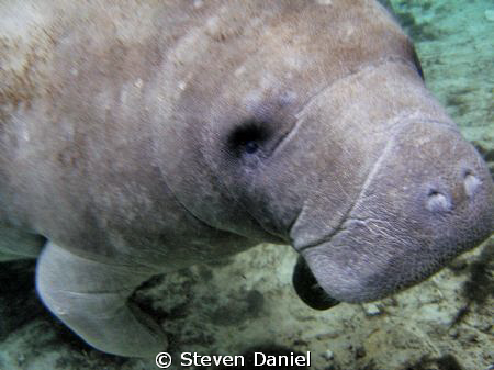 Manatee swimming in Crystal River near Three Sister Springs by Steven Daniel 