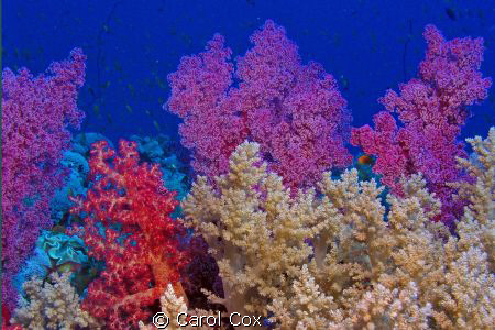 Soft Coral garden by Carol Cox 