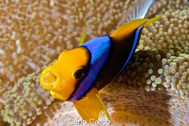 Angry anemonefish by Carlo Greco 