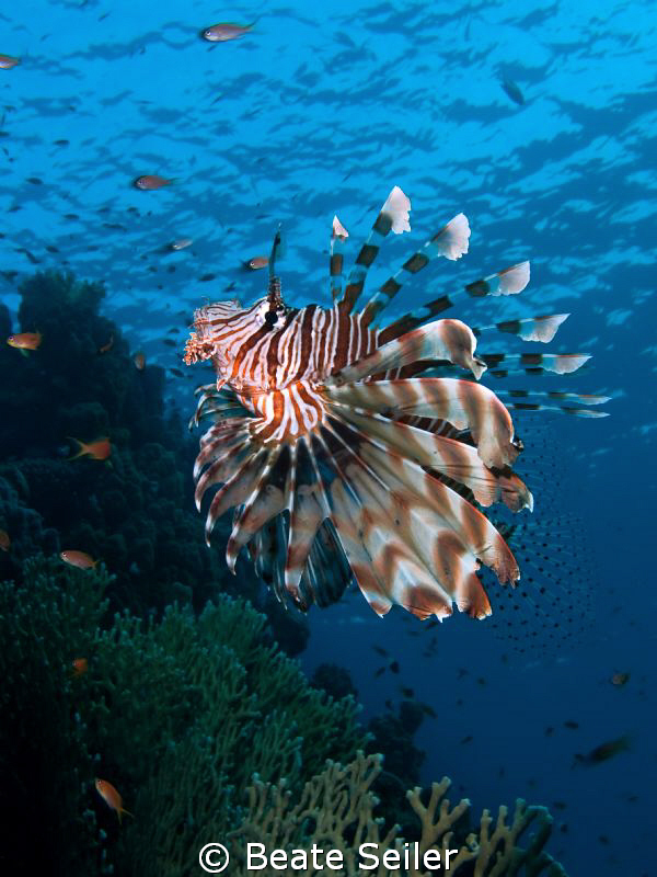 Lionfish , taken at El Quadim with Canon G10 by Beate Seiler 