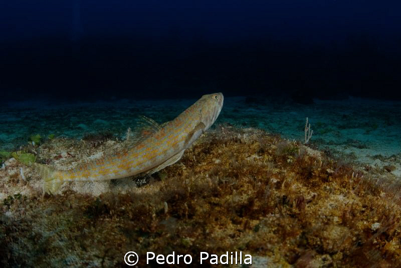 Lizardfish playard, Nikon D80 with 15mm lens and 2 ikelit... by Pedro Padilla 
