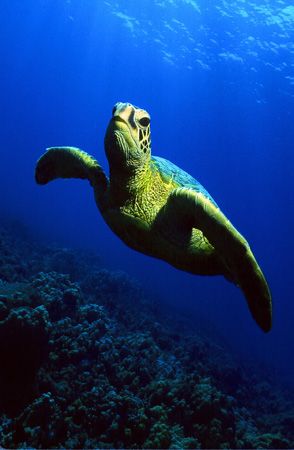 Green sea turtle; Hanauma Bay, Oahu, Hawaii. Photographed... by Glenn Cummings 