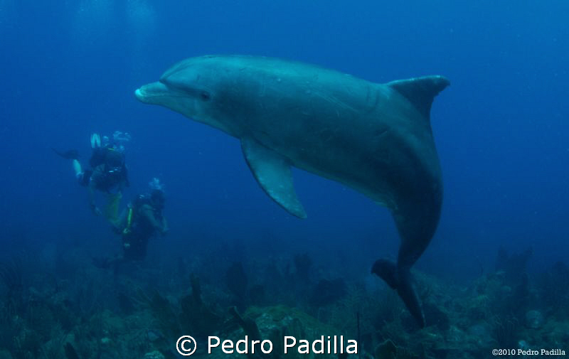 Dolphin playing with us.
Nikon D80 with 15mm lens and tw... by Pedro Padilla 