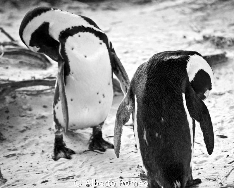 Penguins in Bulders beach near  Cape Town cleaning themse... by Alberto Romeo 
