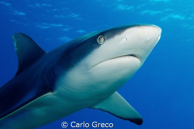 eye contact with reef shark in Yap by Carlo Greco 