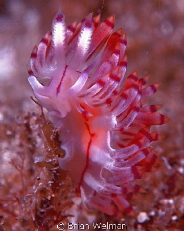 Flabelline Nudibranch by Brian Welman 