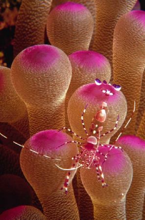 Purple Spotted Anenome Shrimp
Nikonos V with 1-1 macro
... by Lois Haesler 