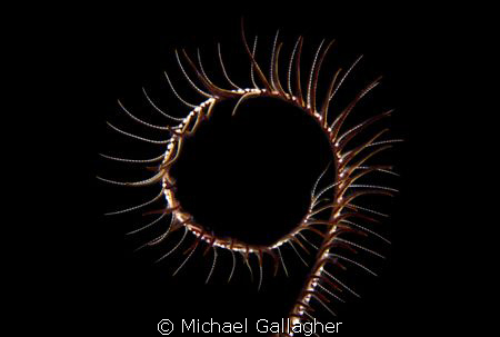 Crinoid arm, PNG by Michael Gallagher 
