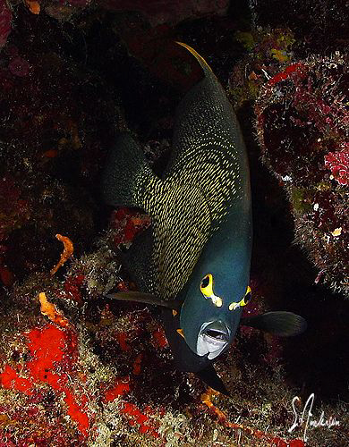 One of my favorites - French Angelfish are so friendly an... by Steven Anderson 