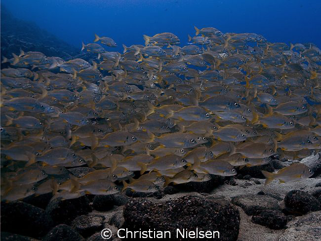 Safety in numbers
Big shoal of roncadores in the beautif... by Christian Nielsen 
