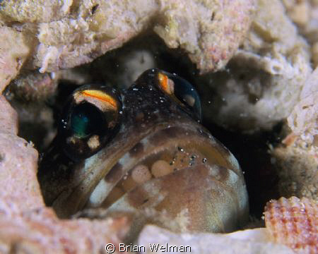 Jawfish with Eggs by Brian Welman 