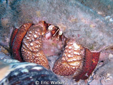 Hermit Crab. Taken at Blue Heron Bridge in West Palm Beac... by Eric Walker 