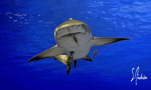 "Spread Eagle " This Lemon Shark cruises the surface in s... by Steven Anderson 