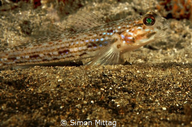 Groove Cheek Goby by Simon Mittag 
