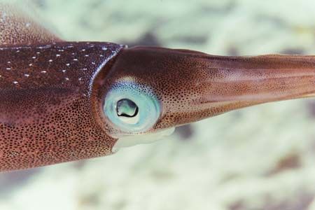 Eye to eye with a reef squid. by Jacques Miller 