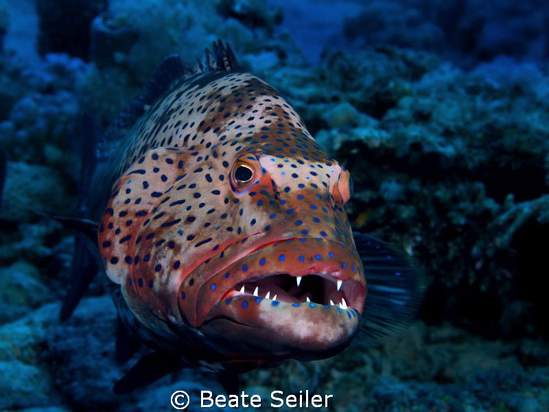 Grouper, taken at El Quadim with Canon G10 by Beate Seiler 