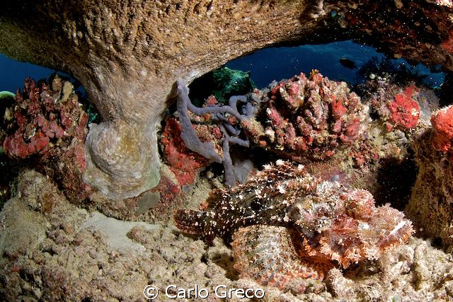 Well-camouflaged scorpionfish in lower-right corner of se... by Carlo Greco 
