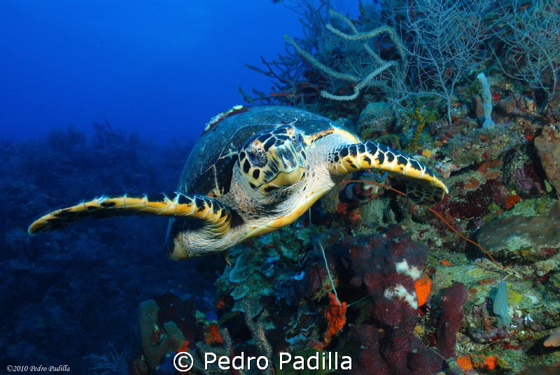 Sea turtle playing with us! 
Nikon D80 with 18-55mm lens... by Pedro Padilla 