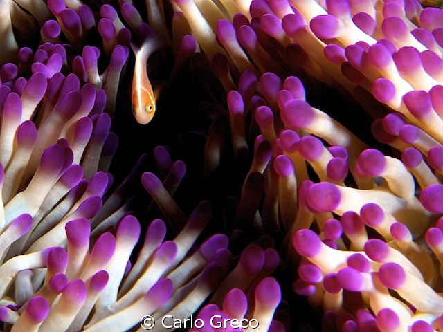 Juvenile anemonefish seeking protection in purple-tipped ... by Carlo Greco 