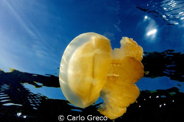 Jellyfish basking in the sun. Jellyfish lake Palau. by Carlo Greco 