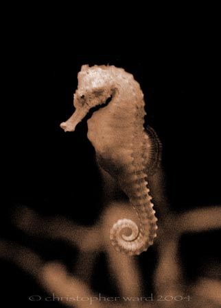 Seahorse. Almost the entire night dive was spent looking ... by Christopher Ward 