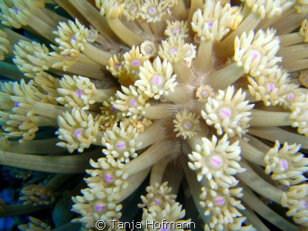 Close up of flower coral in Masa Alam, Egypt by Tanja Hofmann 