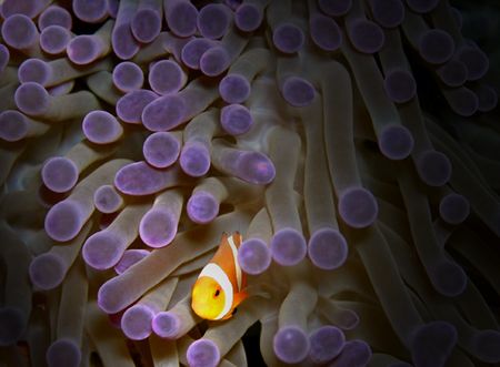 Clownfish, Perhentian Island, Malaysia. by Mohd Murtaza 