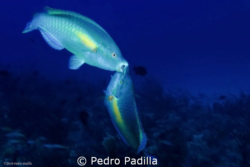 Parrot Fish Kissing!!
Nikon D80 with 15mm lens with two ... by Pedro Padilla 