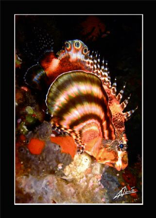Ocellated (or dwarf) Lion fish, Anita's Reef - Similan Na... by Adriano Trapani 