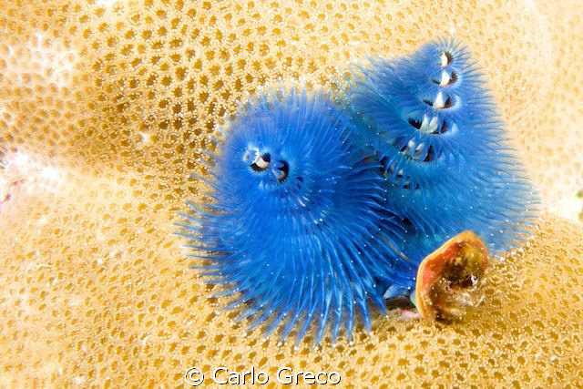 Blue christmas tree worm. by Carlo Greco 