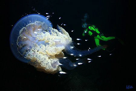 Jelly by night. This was a very lucky moment: I had attac... by Arthur Telle Thiemann 