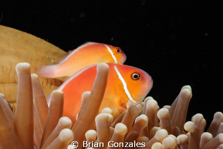 Anemone Fish inside Anemone. by Brian Gonzales 