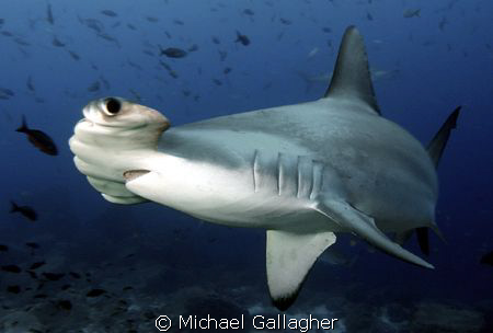 Hammerhead, Galapagos, up close! by Michael Gallagher 
