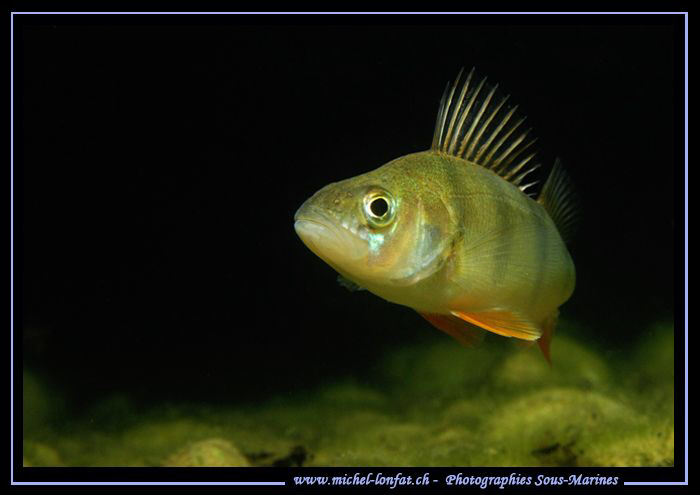 A beautiful Perch at the end of my dive. They are really ... by Michel Lonfat 