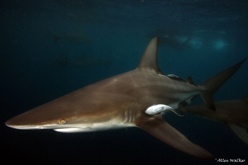 Black Tip by Allen Walker 