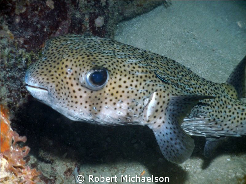 Porcupinefish with cleaning goby. Dc1000 with single flash by Robert Michaelson 